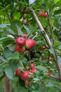 drzewo jabłoni